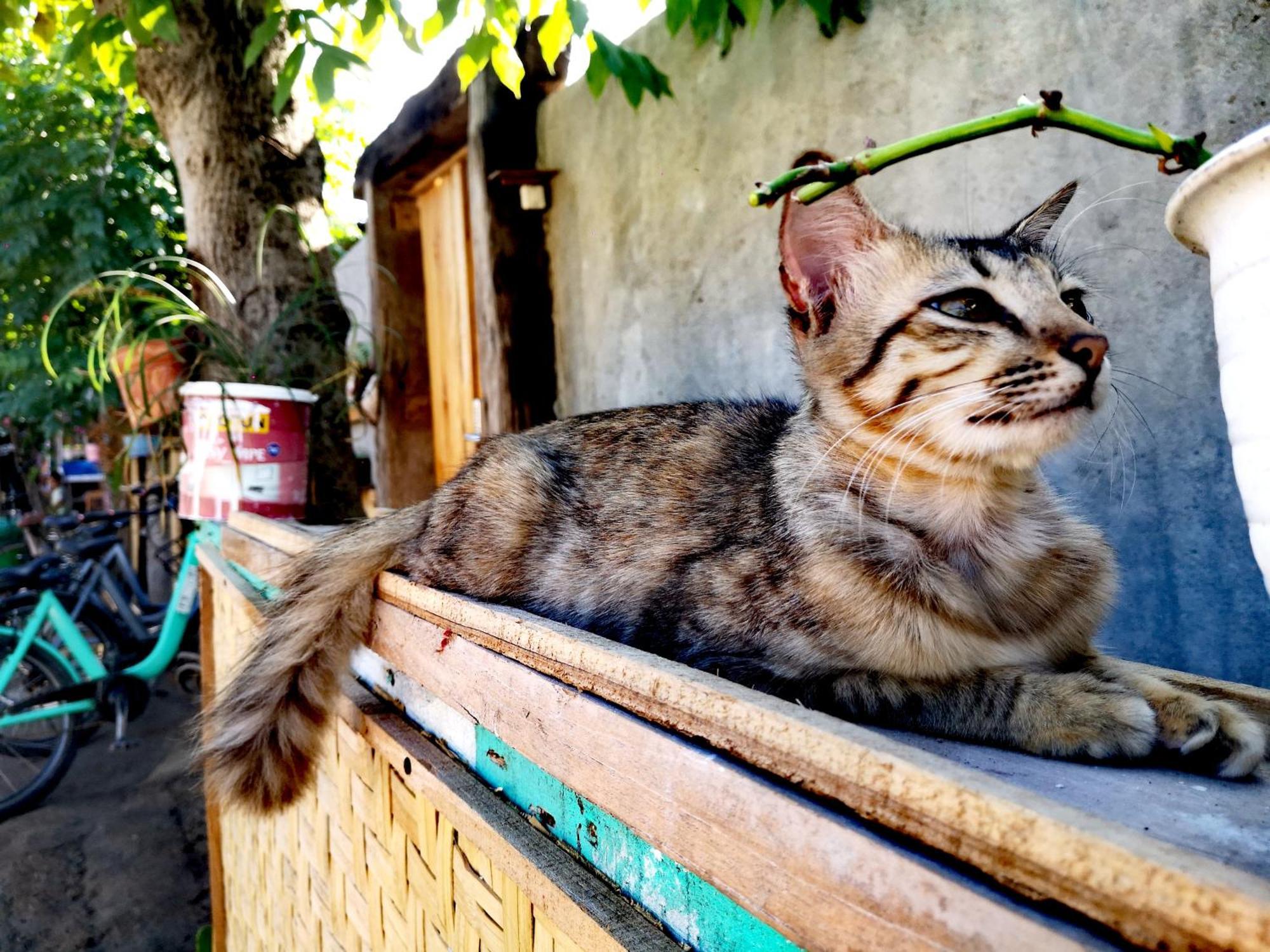 Villa La Vida Gili Trawangan Buitenkant foto